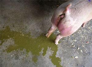 猪流行性腹泻攻陷台湾 感染途径仍是迷