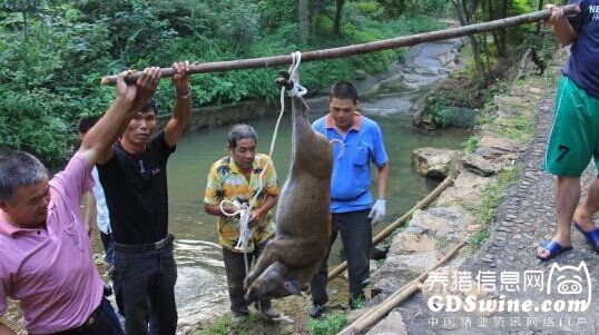 广东:山猪误入漂流河道遭工人围捕