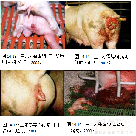 猪玉米赤霉烯酮主要病理变化见下图(图14-9～图14-16)       呕吐