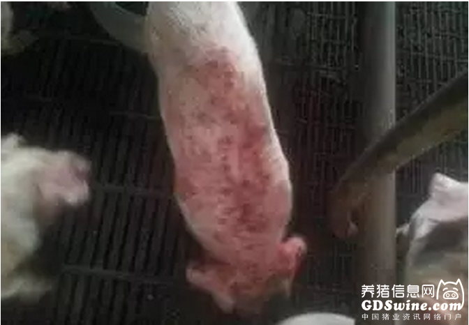 仔猪渗出性皮炎也称油脂猪,一般是由葡萄球菌感染感染哺乳仔猪而发病