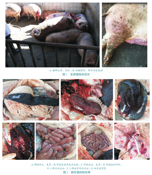 广东首例非洲猪瘟疫情的诊断,处置过程以及疫点消毒效果评价