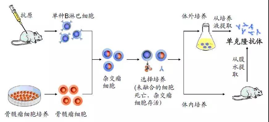 图1.单克隆抗体制备过程